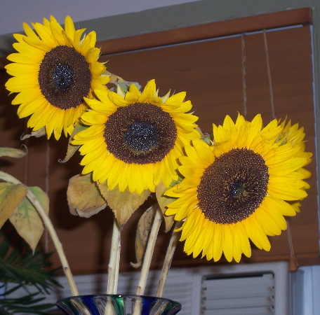 3 sunflowers.JPG.jpg